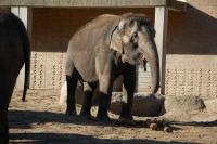 Imagine atasata: Zoo Berlin 0153.JPG